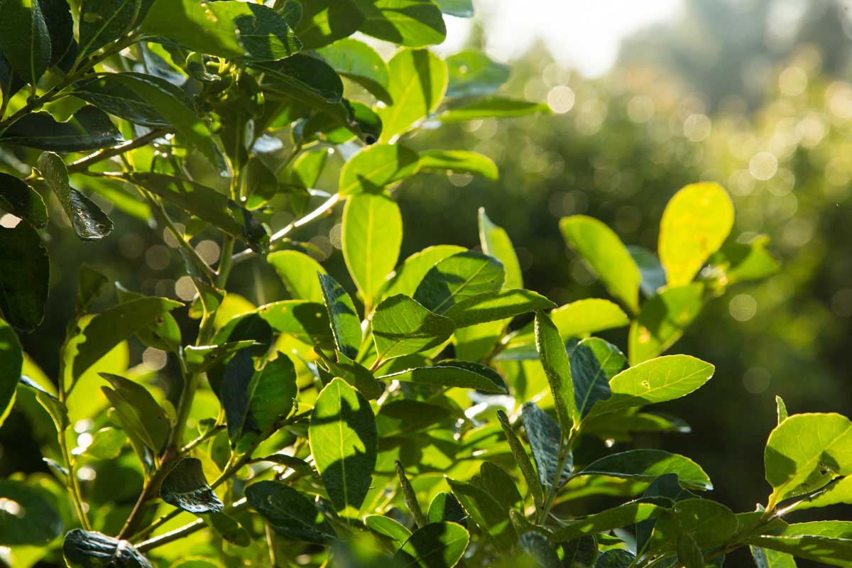 Yerba mate agregar valor a la producción misionera Yerba mate agregar valor a la producción misionera