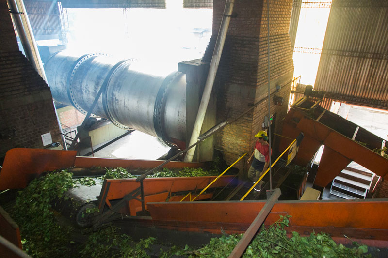 Yerba mate: agregar valor a la producci&oacute;n misionera